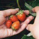 10 PCS Seeds 9 Types Strawberry Cream White Yellow Green Giant Blue Red Berry