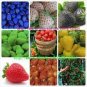 10 PCS Seeds 9 Types Strawberry Cream White Yellow Green Giant Blue Red Berry