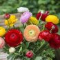 200 PCS Seeds Anunculus asiaticus Flower Mixed Colorful Flowers