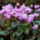 12 PCS Seeds Cyclamen Hederifolium Ruby Glow 12 PCS Seeds Cyclamen Hederifolium Ruby Glow