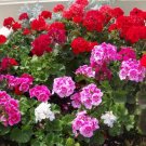 100 PCS Seeds Geranium Pelargonium Potted Bonsai Flower