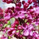 120 PCS Seeds Lilac Flowers Syzygium Aromaticum Flower