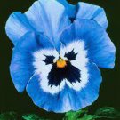 200 PCS Seeds Pansy Flower Mix Color Blooming Wavy Viola Tricolor