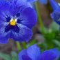 200 PCS Seeds Pansy Flower Mix Color Blooming Wavy Viola Tricolor