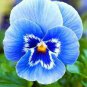 200 PCS Seeds Pansy Flower Mix Color Blooming Wavy Viola Tricolor