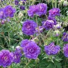 200 PCS Seeds Perennial Fleur Graine Geranium Flowers 200 PCS Seeds Perennial Fleur Graine Geranium Flowers