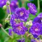 200 PCS Seeds Perennial Fleur Graine Geranium Flowers
