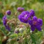 200 PCS Seeds Perennial Fleur Graine Geranium Flowers
