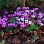 12 PCS Seeds Purple Cyclamen Coum