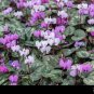 12 PCS Seeds Purple Cyclamen Coum