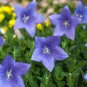 100 PCS Seeds Rare the Himalayas Green Ball Flax