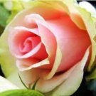 100 PCS Seeds Red Yellow Rose Flowers