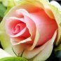 100 PCS Seeds Red Yellow Rose Flowers