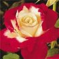 100 PCS Seeds Red Yellow Rose Flowers