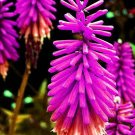 200 PCS Seeds True Hot Poker (Kniphofia Uvaria) Beautiful Torch Lily Flower