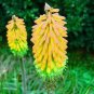 200 PCS Seeds True Hot Poker (Kniphofia Uvaria) Beautiful Torch Lily Flower
