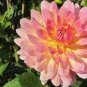 44 PCS Seeds Type Flower Dahlia Pachyderms Flower Plant