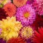 44 PCS Seeds Type Flower Dahlia Pachyderms Flower Plant