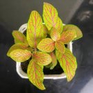 200 PCS Seeds Fittonia verschaffeltii Garden