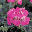 100 PCS Seeds Geranium Pelargonium Potted Bonsai Flower