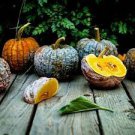 20 PCS Seeds Heirloom Black Futsu Squash Vegetable Organic