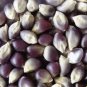 200 PCS Seeds Popcorn Shaman's Blue Zea Mays