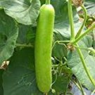 20 PCS Seeds Rare Colorful Pumpkin 'Hua Hu Lu' Ornamental Edible Vegetable
