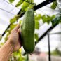 20 PCS Seeds Rare Colorful Pumpkin 'Hua Hu Lu' Ornamental Edible Vegetable