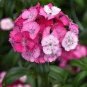100 PCS Seeds Dianthus barbatus L. American Pink Perennial Flowers