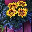 40 PCS Seeds Gazania Splendens Mixed Flower