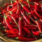 400 PCS Seeds Imported Thai Eugonic Red Line Chili Pepper 400 PCS Seeds Imported Thai Eugonic Red Line Chili Pepper