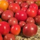 10 PCS Seeds Perennial Tomato Giant Trees