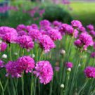 200 PCS Seeds Rare Armeria Maritima
