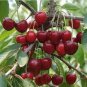10 PCS Seeds Rare Red Sweet Cherry Fruit Plant