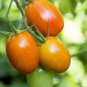 40 PCS Seeds Roma Yellow Little Tomato Plant