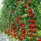 200 PCS Seeds Tomatoberry Garden Hybrid Tomato