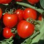 200 PCS Seeds Tomatoberry Garden Hybrid Tomato