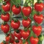 200 PCS Seeds Tomatoberry Garden Hybrid Tomato