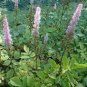 200 PCS Seeds Astilbe Chinensis