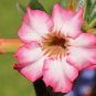 2 PCS Seeds Beautiful White Borde Red Desert Rose Flowers