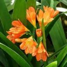 200 PCS Seeds Clivia Miniata Bonsai Gorgeous