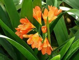 200 PCS Seeds Clivia Miniata Bonsai Gorgeous