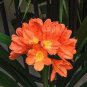 200 PCS Seeds Clivia Miniata Bonsai Gorgeous