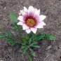 200 PCS Seeds Gazania Bonsai Multicolor Mixed Plant Beautiful Gazania Flower
