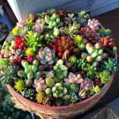 200 PCS Seeds Mix Lithops Bonsai Living Stones Succulent Cactus Organic Garden 200 PCS Seeds Mix Lithops Bonsai Living Stones Succulent Cactus Organic Garden