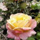 100 PCS Seeds New Bella Roma Rose Bush Plant