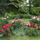 20 PCS Seeds Outdoor Perennial Ornamental Plants