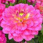 200 PCS Seeds Pieces Flowers Beautiful Seven Color Dahlia