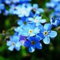 100 PCS Seeds Rare Myosotis Silvatica