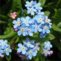 100 PCS Seeds Rare Myosotis Silvatica